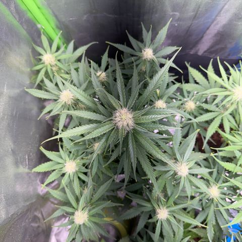 Pinapple Express growlog timeline photo