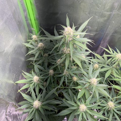 Pinapple Express growlog timeline photo