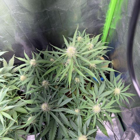 Pinapple Express growlog timeline photo
