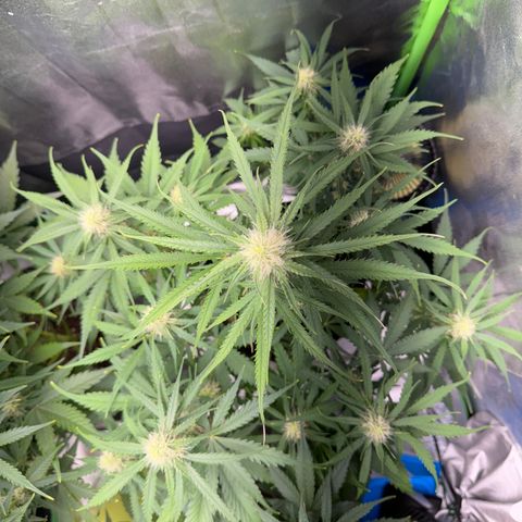 Pinapple Express growlog timeline photo
