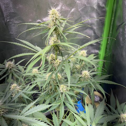 Pinapple Express growlog timeline photo