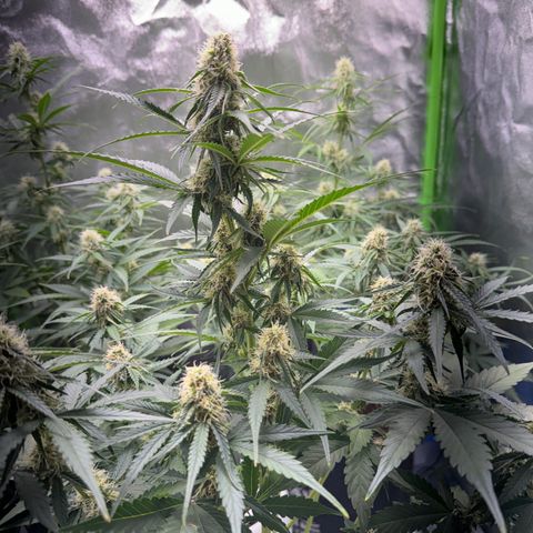 Pinapple Express growlog timeline photo