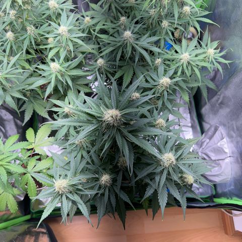 Pinapple Express growlog timeline photo