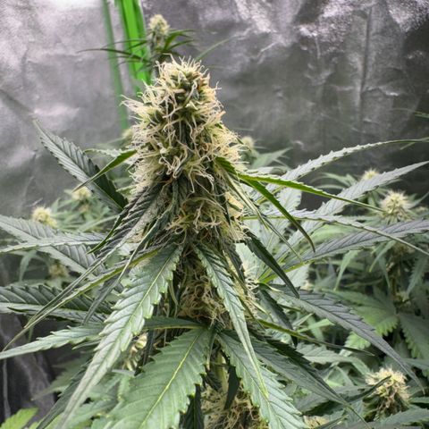 Pinapple Express growlog timeline photo