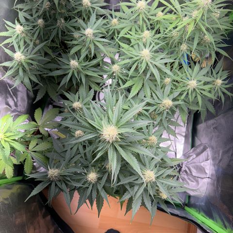 Pinapple Express growlog timeline photo