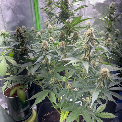 Pinapple Express growlog timeline photo
