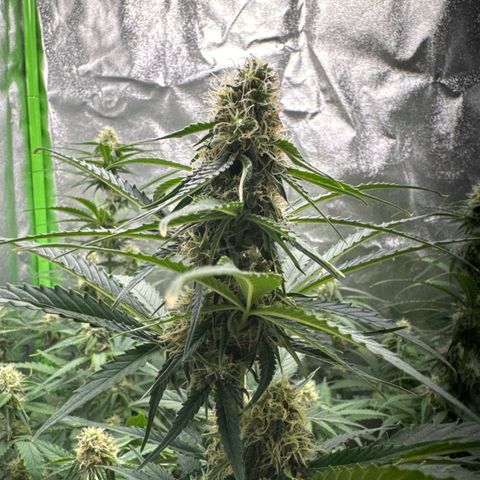 Pinapple Express growlog timeline photo