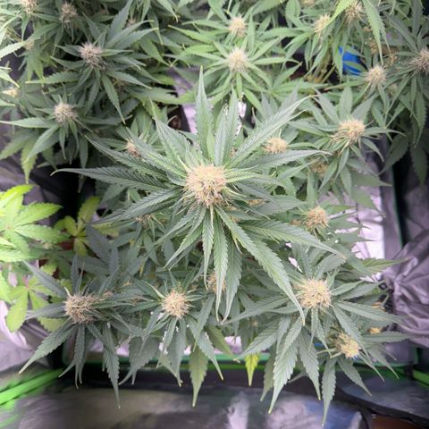 Pinapple Express growlog timeline photo
