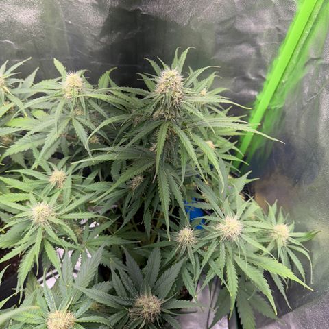 Pinapple Express growlog timeline photo