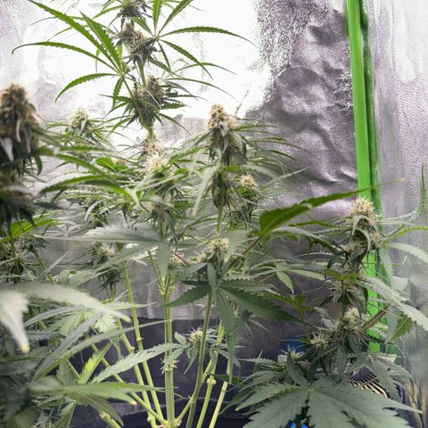 Pinapple Express growlog timeline photo