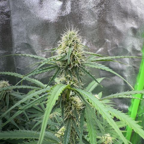 Pinapple Express growlog timeline photo