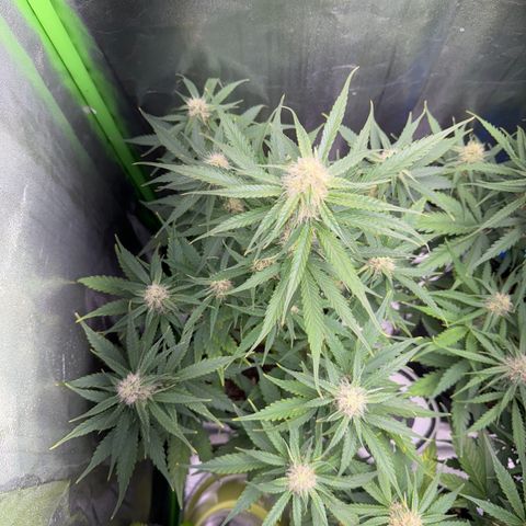 Pinapple Express growlog timeline photo