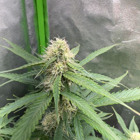 Pinapple Express growlog timeline photo