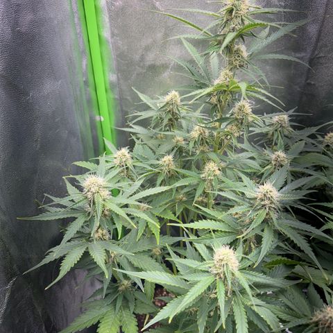 Pinapple Express growlog timeline photo