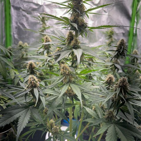 Pinapple Express growlog timeline photo