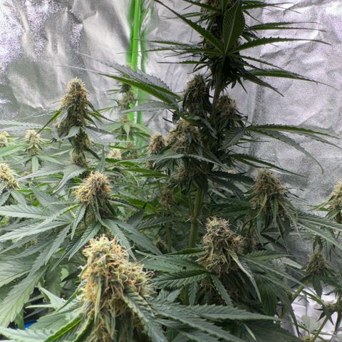 Pinapple Express growlog timeline photo