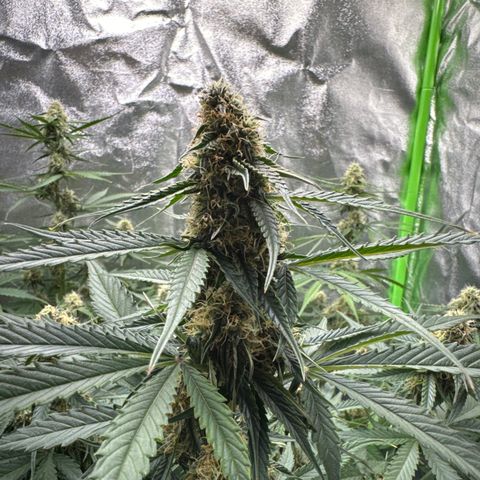 Pinapple Express growlog timeline photo