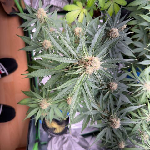 Pinapple Express growlog timeline photo