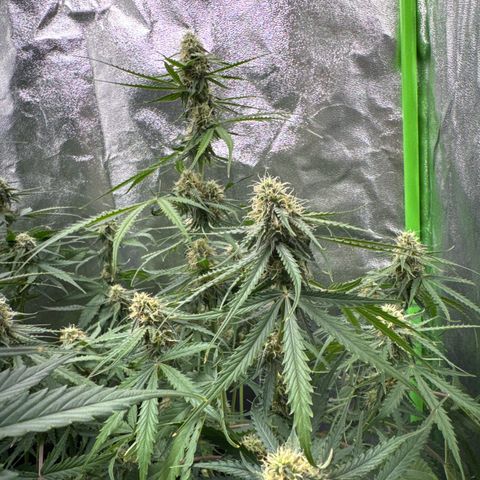Pinapple Express growlog timeline photo