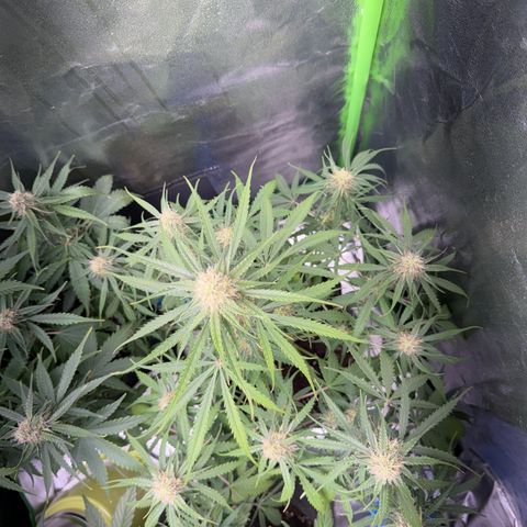 Pinapple Express growlog timeline photo