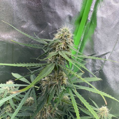 Pinapple Express growlog timeline photo