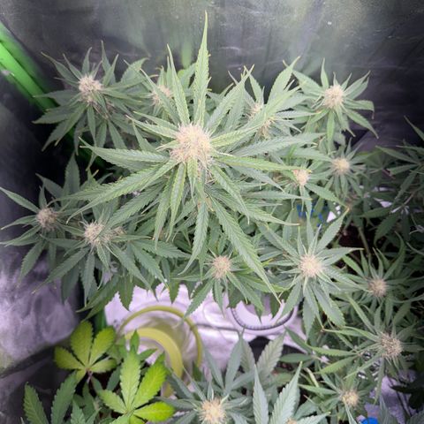 Pinapple Express growlog timeline photo