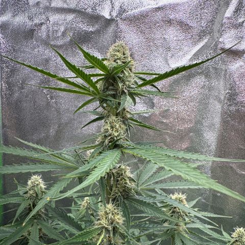 Pinapple Express growlog timeline photo