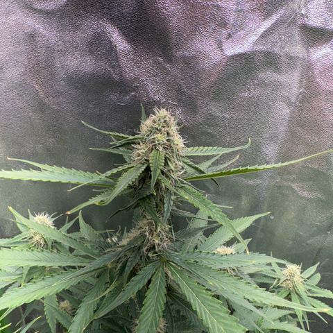Pinapple Express growlog timeline photo