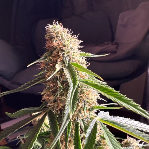 Pinapple Express growlog timeline photo