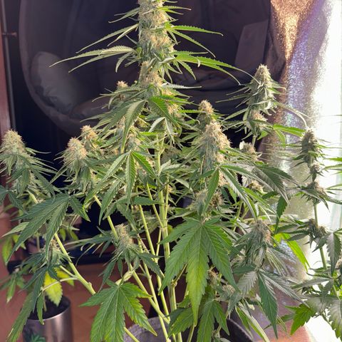 Pinapple Express growlog timeline photo
