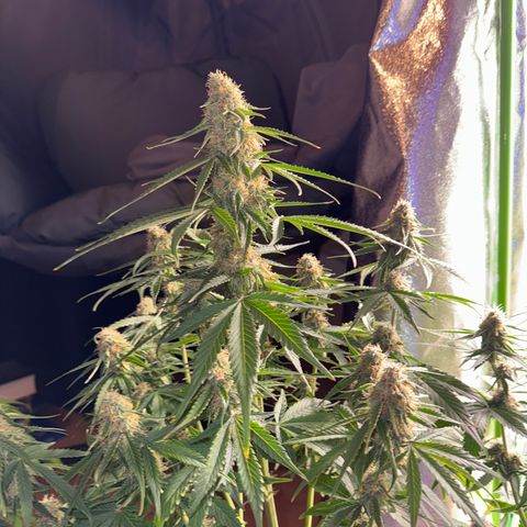Pinapple Express growlog timeline photo
