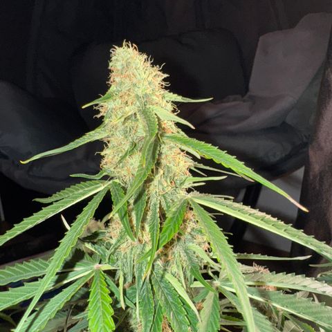 Pinapple Express growlog timeline photo