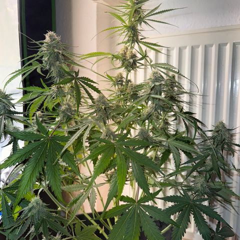 Pinapple Express growlog timeline photo