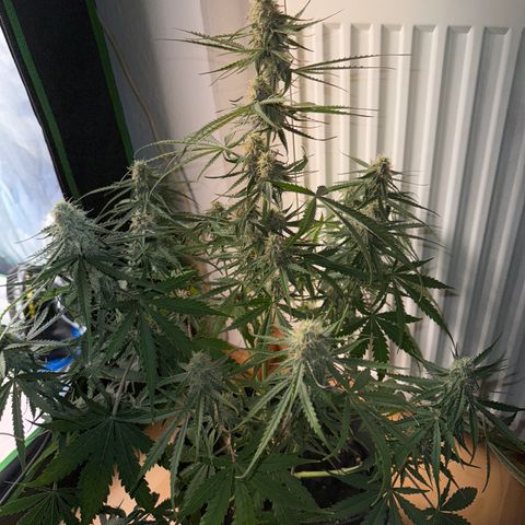 Pinapple Express growlog timeline photo