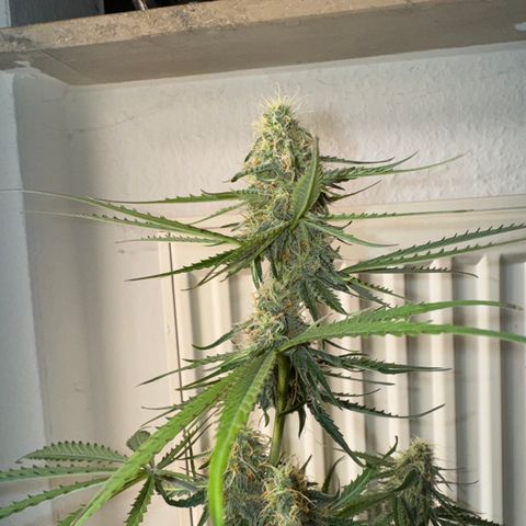 Pinapple Express growlog timeline photo