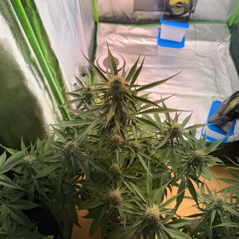 Pinapple Express growlog timeline photo