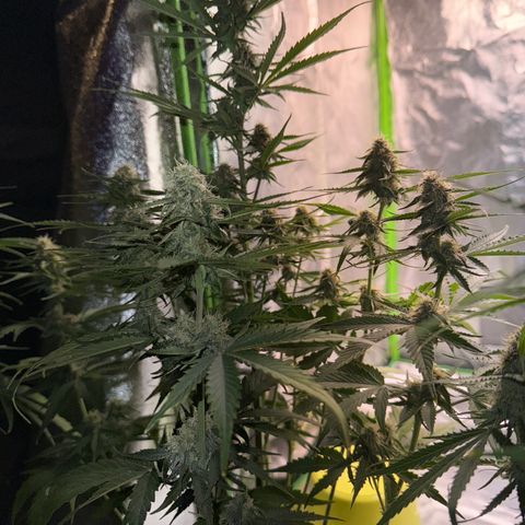 Pinapple Express growlog timeline photo