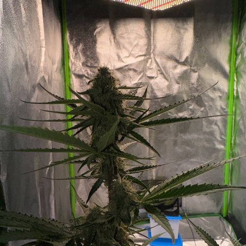 Pinapple Express growlog timeline photo