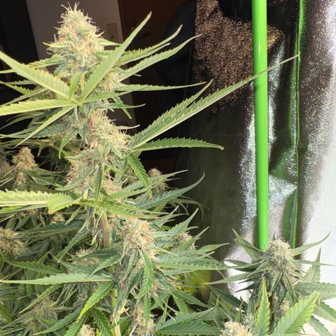 Pinapple Express growlog timeline photo