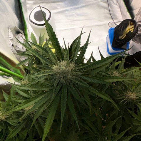 Pinapple Express growlog timeline photo