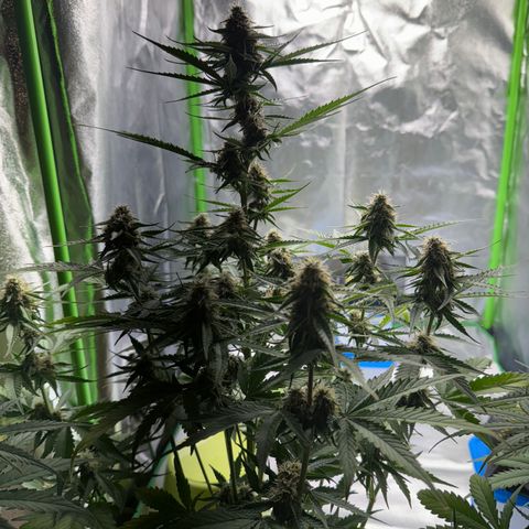 Pinapple Express growlog timeline photo