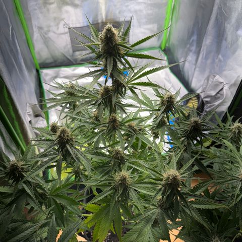 Pinapple Express growlog timeline photo