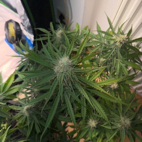 Pinapple Express growlog timeline photo
