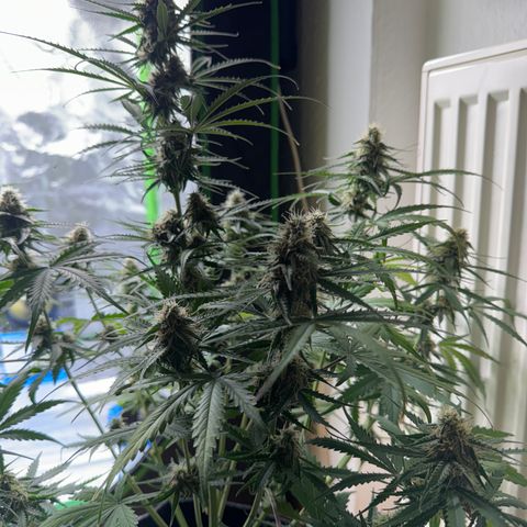 Pinapple Express growlog timeline photo