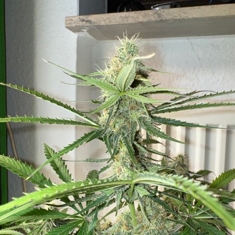 Pinapple Express growlog timeline photo