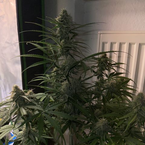 Pinapple Express growlog timeline photo