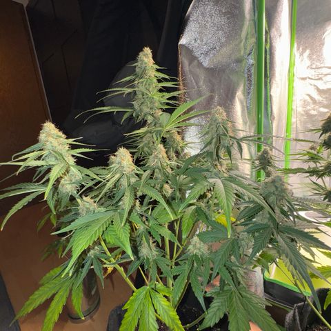 Pinapple Express growlog timeline photo