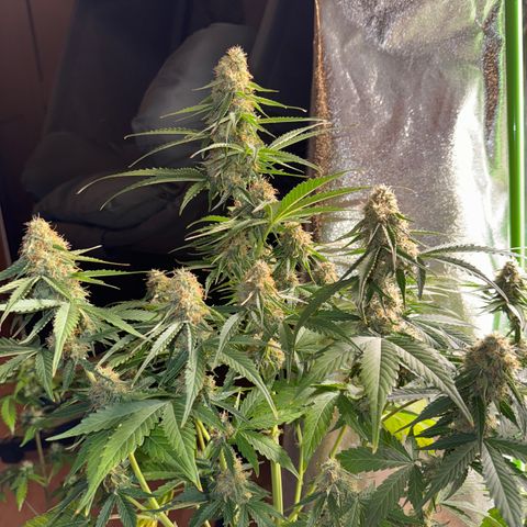Pinapple Express growlog timeline photo