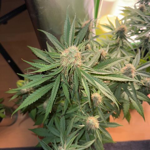 Pinapple Express growlog timeline photo