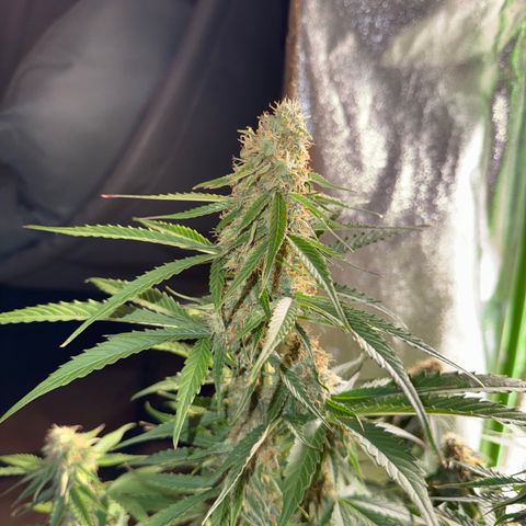 Pinapple Express growlog timeline photo